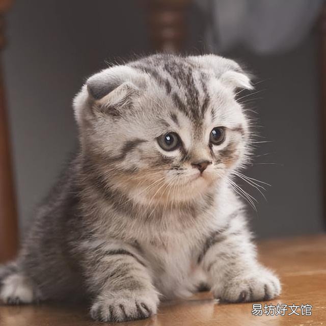 苏格兰猫图片(苏格兰猫和英短区别)