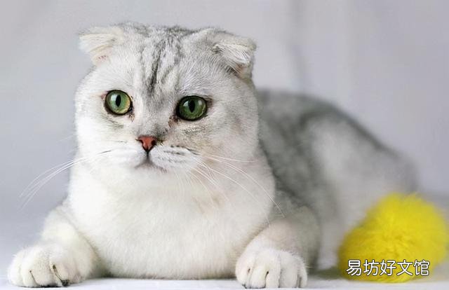 苏格兰猫图片(苏格兰猫和英短区别)