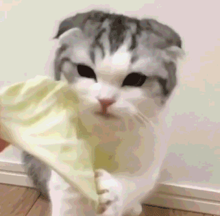 苏格兰猫图片(苏格兰猫和英短区别)