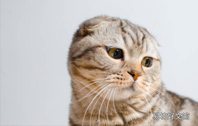 苏格兰猫图片(苏格兰猫和英短区别)