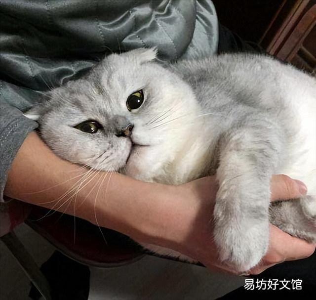 苏格兰猫图片(苏格兰猫和英短区别)