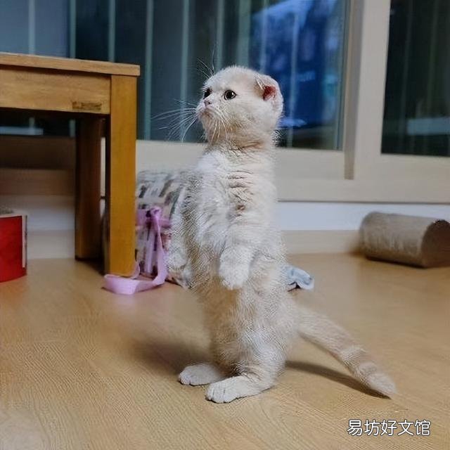 苏格兰猫图片(苏格兰猫和英短区别)