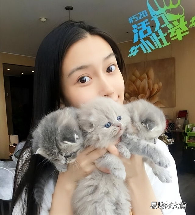 苏格兰猫图片(苏格兰猫和英短区别)