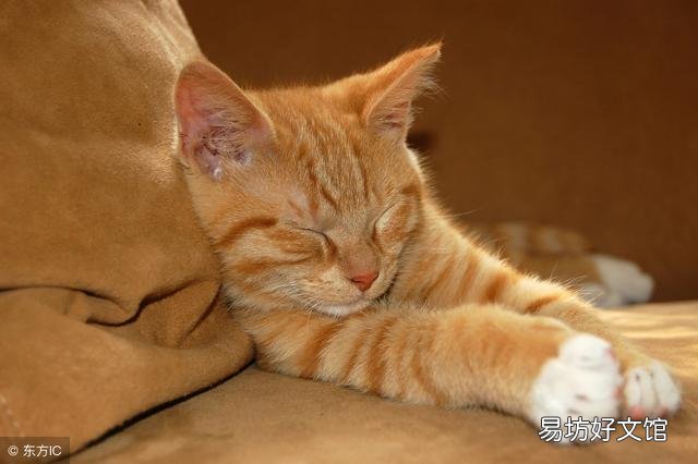 猫咬伤要不要打狂犬疫苗(宠物猫咬伤要不要打狂犬疫苗)