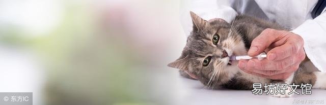 猫藓会传染给人吗(宠物猫藓会传染给人吗)