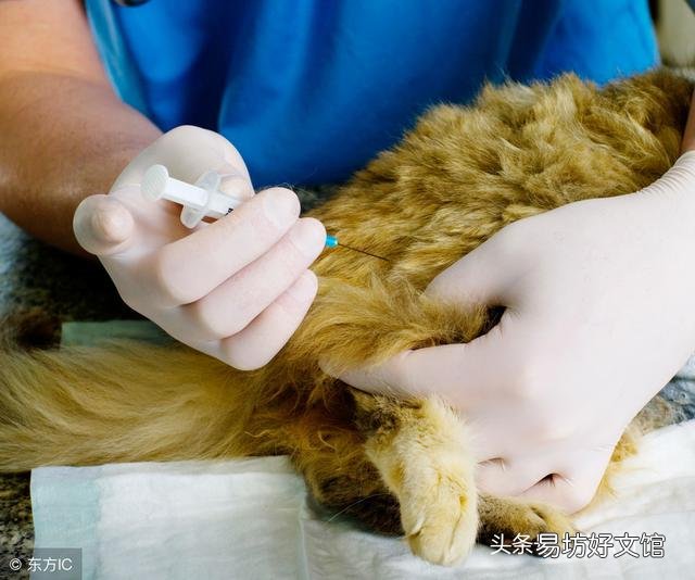 猫藓会传染给人吗(宠物猫藓会传染给人吗)