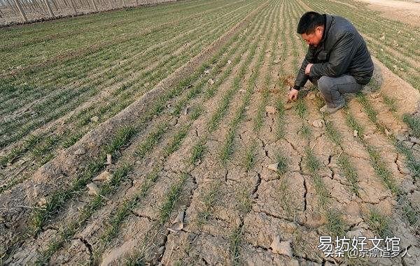 山东最近降雨频繁，基本缓解干旱，雨量恢复到二十年前水平了吗？
