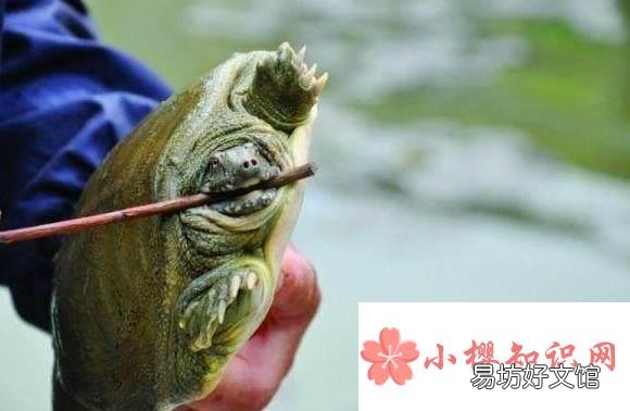 钓野生甲鱼最好的方法是什么?