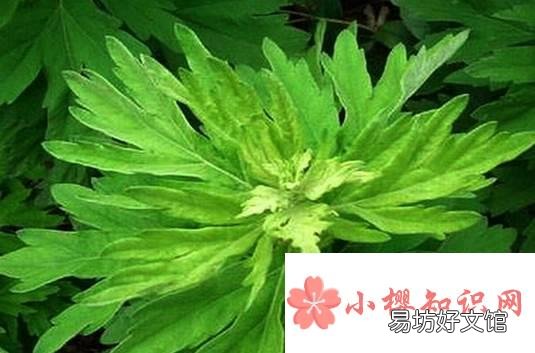 卫生间养什么花?