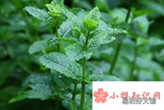卫生间养什么花?