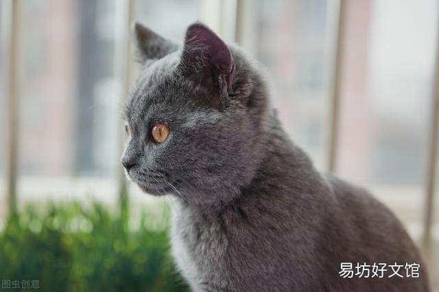 貓發出咕嚕咕嚕的聲音是什么意思(貓發出咕嚕聲表示什么)