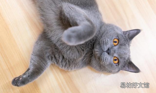 蓝色眼睛的猫有哪些品种(蓝色眼睛的猫品种)