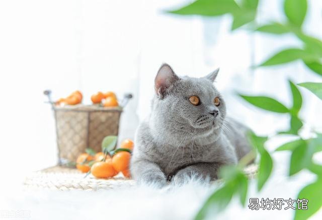 蓝色眼睛的猫有哪些品种(蓝色眼睛的猫品种)