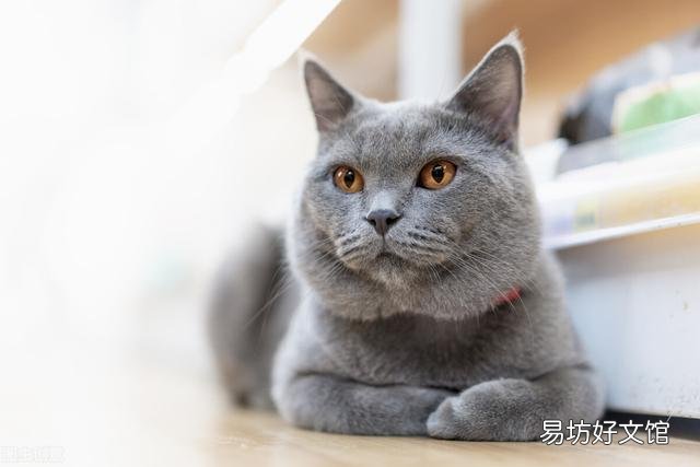 蓝色眼睛的猫有哪些品种(蓝色眼睛的猫品种)