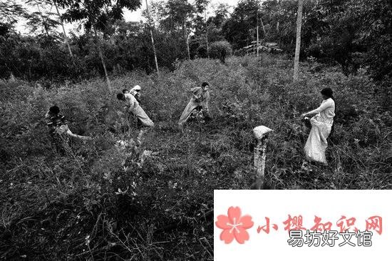 银三角是哪三个国家?