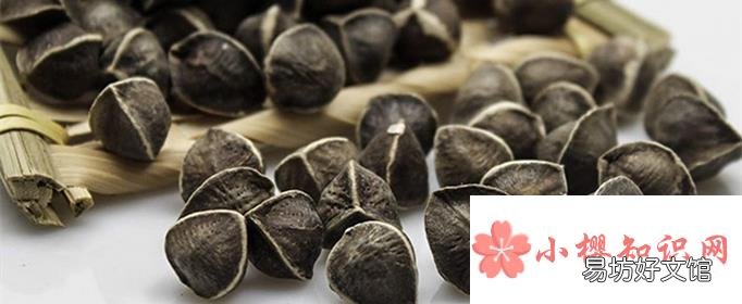 辣木籽的功效与作用及食用方法是什么?