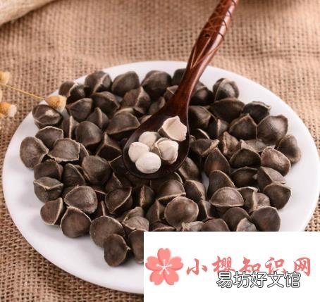 辣木籽的功效与作用及食用方法是什么?