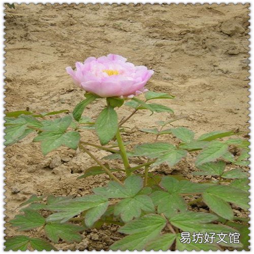 喉咙嗓子沙哑怎么调理 嗓子哑怎么治最快最有效