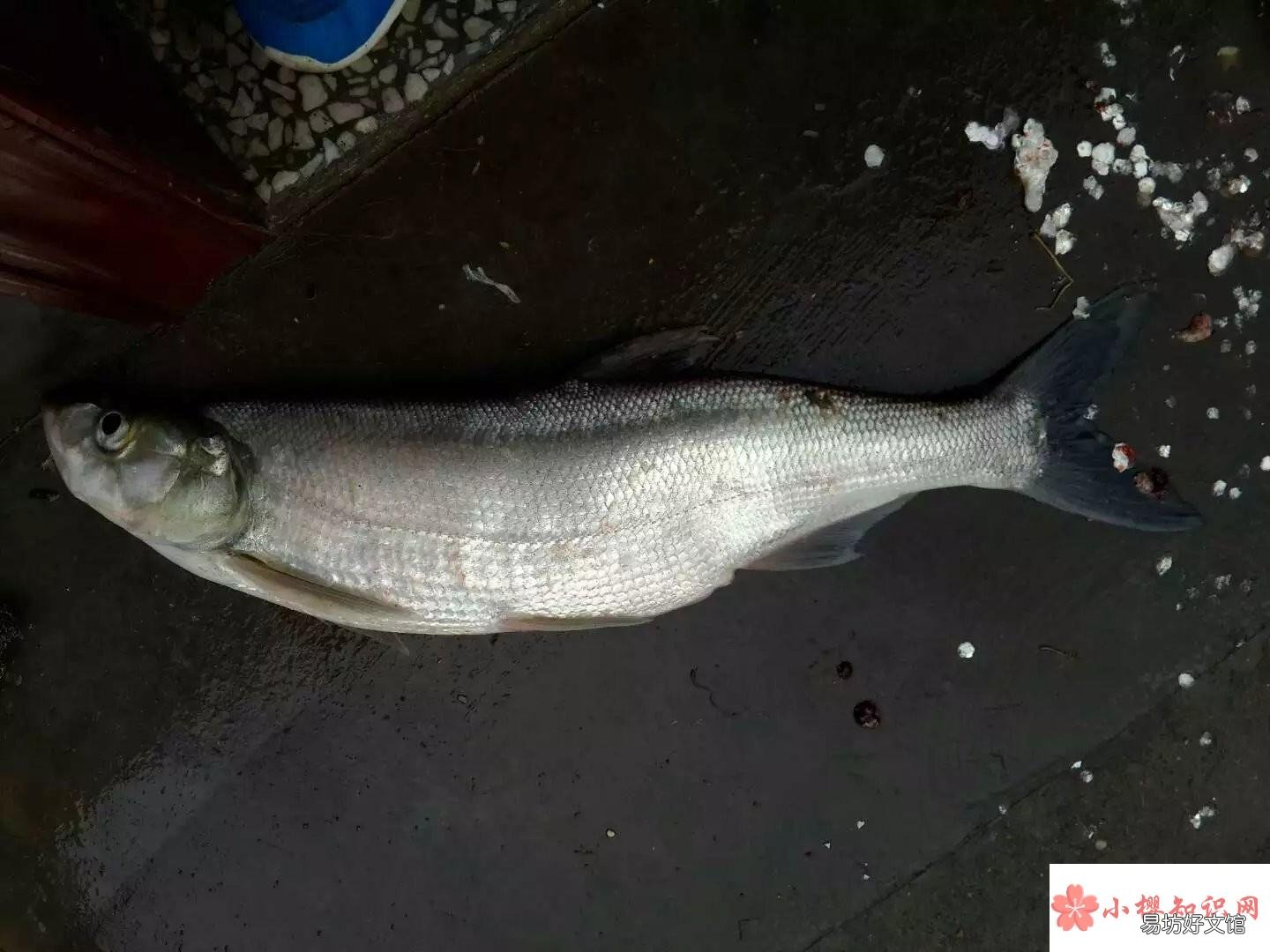 翘嘴是什么鱼?
