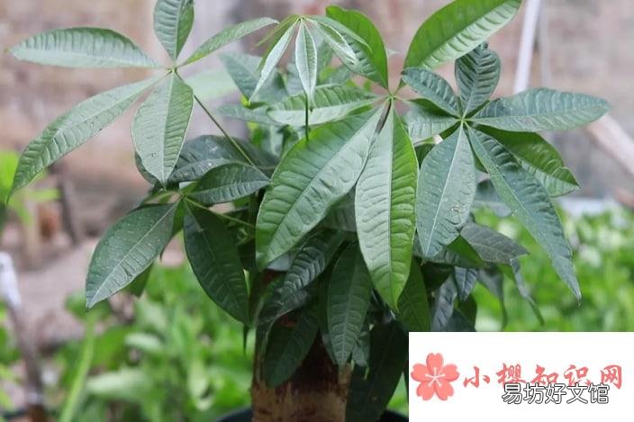 怎样才能把发财树养得好?
