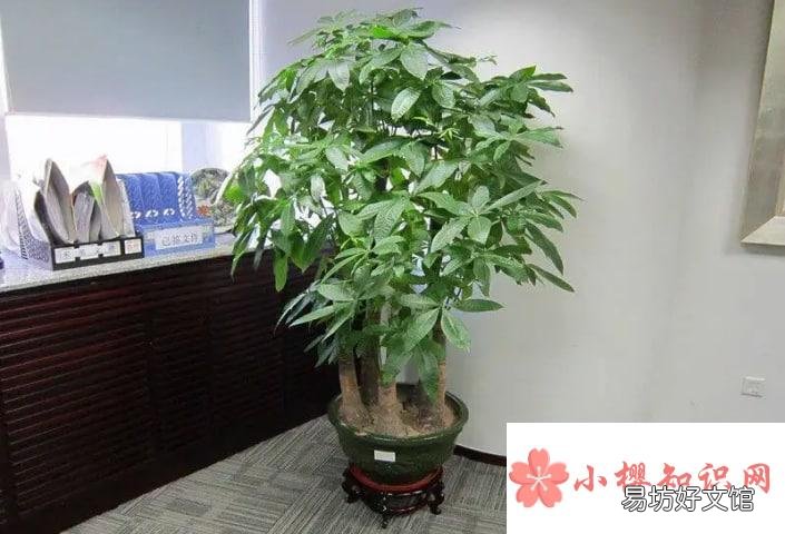 怎样才能把发财树养得好?