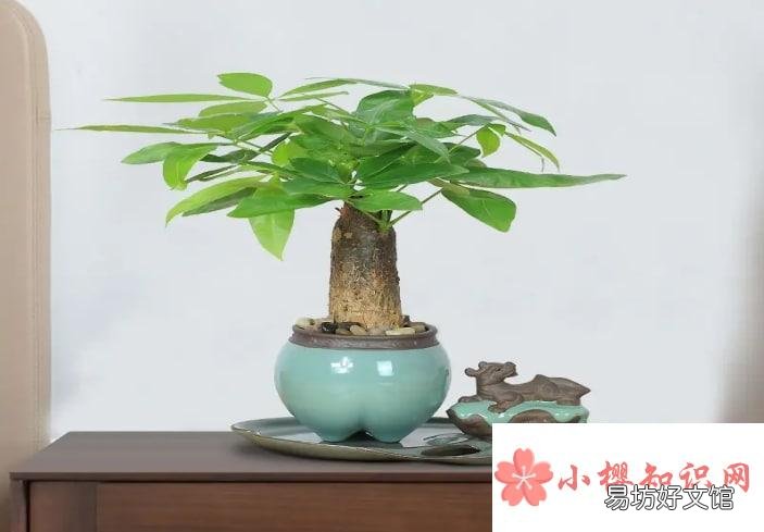 怎样才能把发财树养得好?