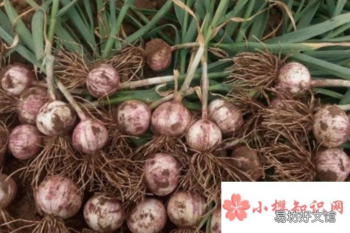如何防霾，利于健康