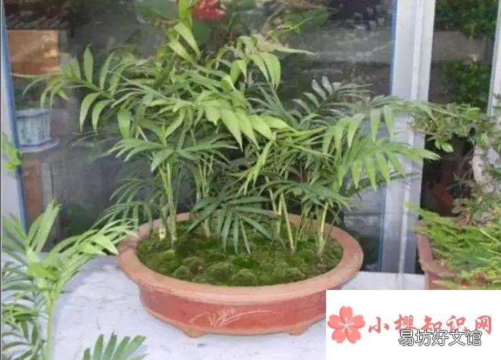 袖珍椰子风水摆放禁忌