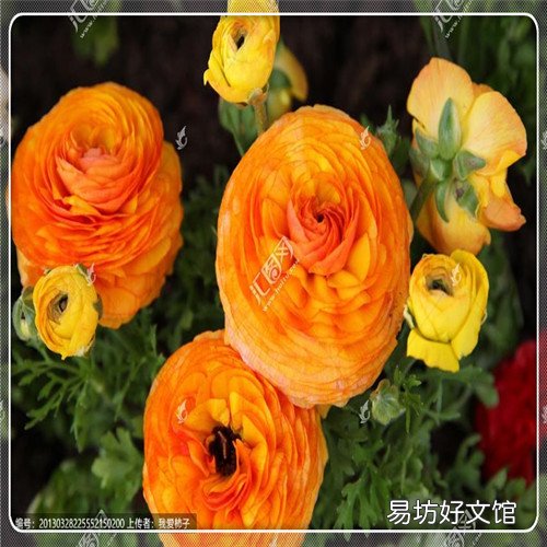 生孩子要开到几指才能生 为什么有些人生孩子开指快