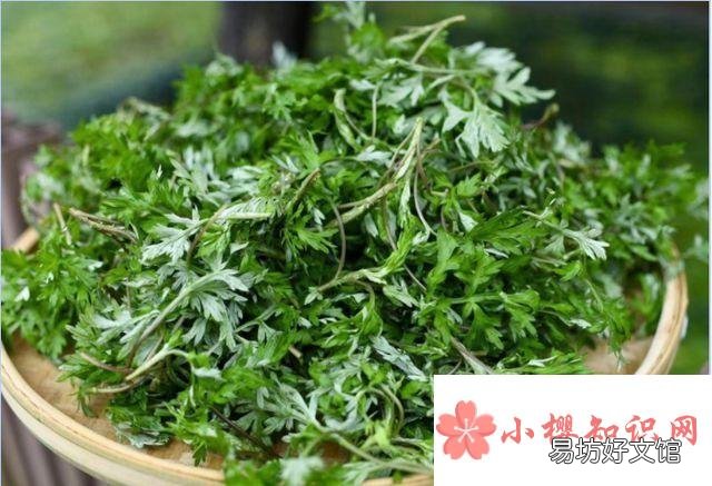 艾草的功效和作用