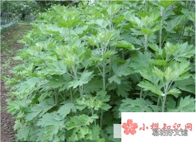 艾草的功效和作用