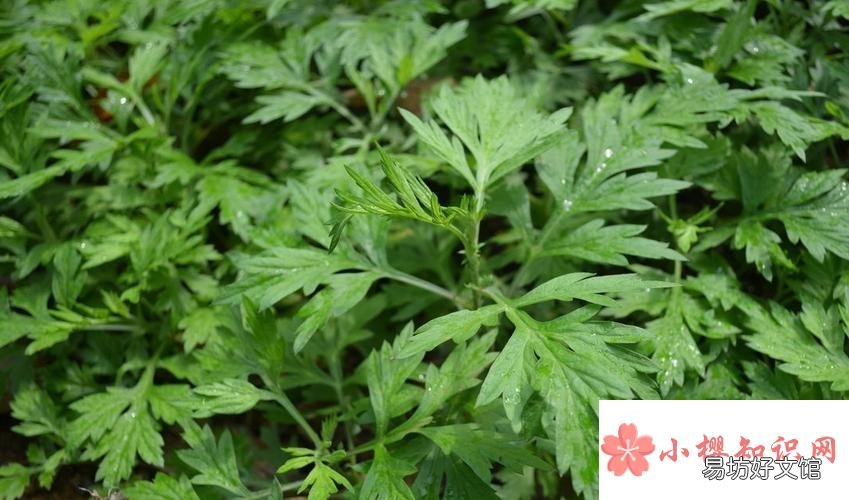 艾草的功效和作用