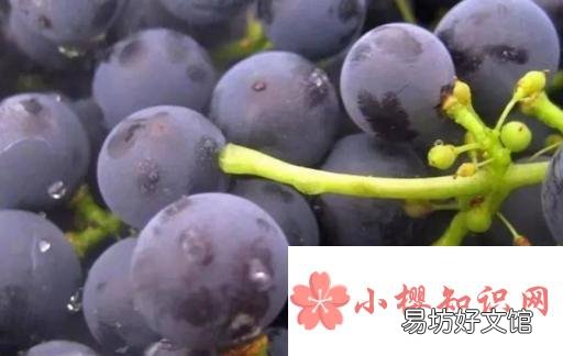 葡萄表面的白霜是什么