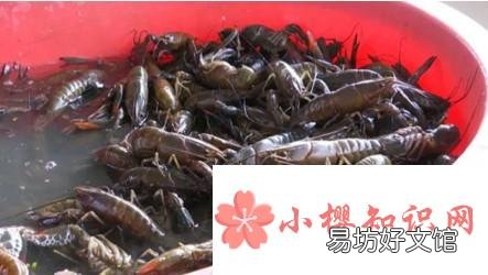 如何养活澳龙