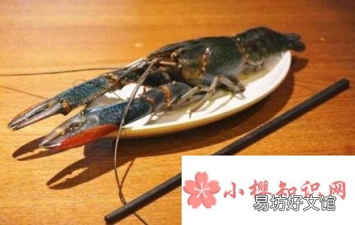 如何养活澳龙