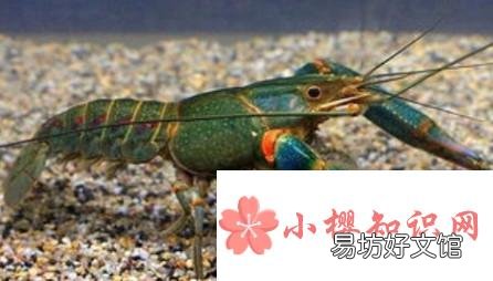 如何养活澳龙