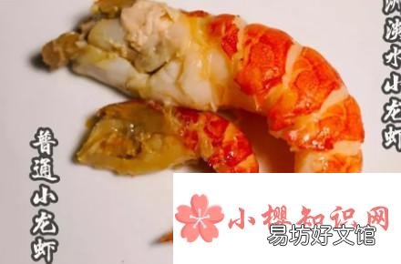 如何养活澳龙
