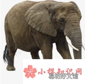 嗅觉最灵敏的动物有哪些