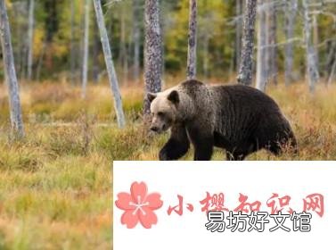 嗅觉最灵敏的动物有哪些