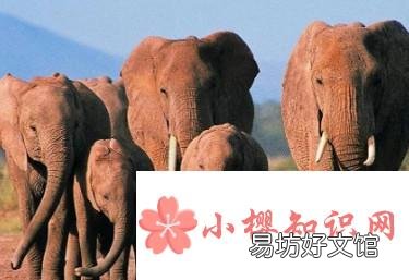 嗅觉最灵敏的动物有哪些
