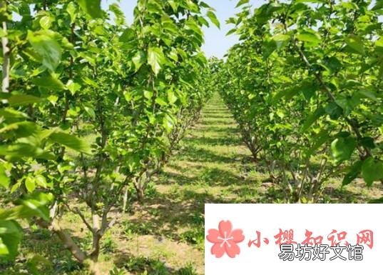 屋前不栽桑屋后不栽柳是什么说法