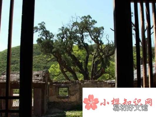 屋前不栽桑屋后不栽柳是什么说法