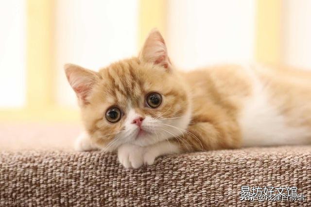 小猫不吃东西怎么办(幼猫不吃东西怎么办)