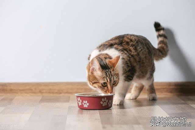 小猫不吃东西怎么办(幼猫不吃东西怎么办)