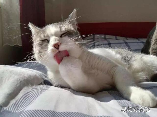 小猫不吃东西怎么办(幼猫不吃东西怎么办)