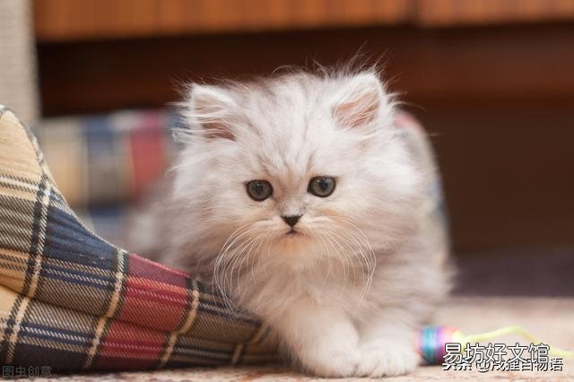 小猫不吃东西怎么办(幼猫不吃东西怎么办)