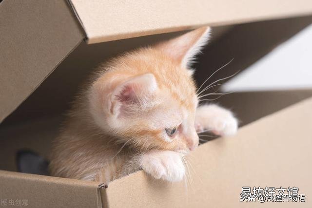 小猫不吃东西怎么办(幼猫不吃东西怎么办)