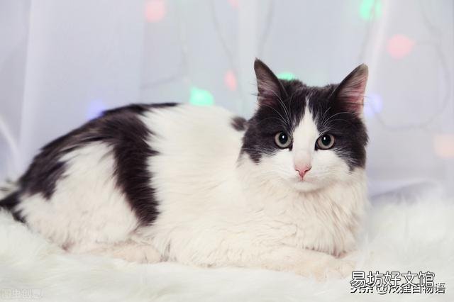 小猫不吃东西怎么办(幼猫不吃东西怎么办)