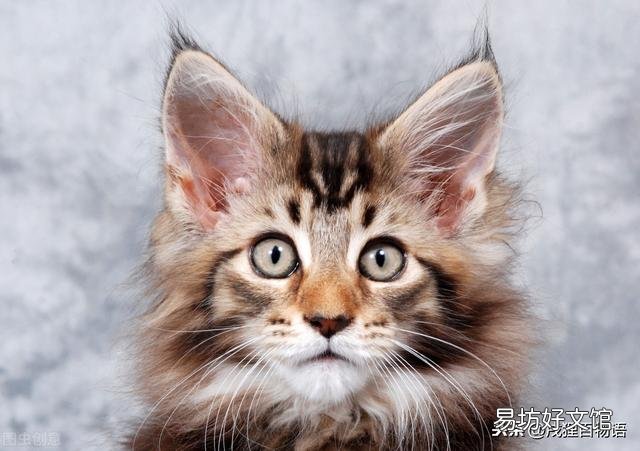 小猫不吃东西怎么办(幼猫不吃东西怎么办)