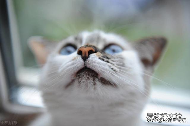 小猫不吃东西怎么办(幼猫不吃东西怎么办)